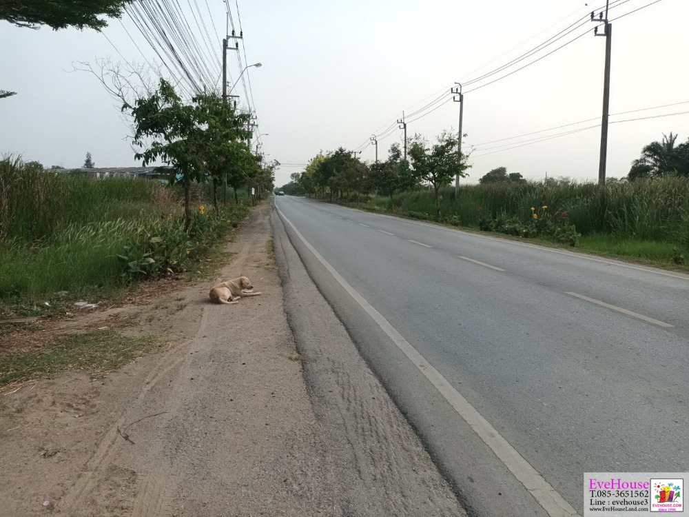 ขายที่ดิน 10.5 ไร่ ติดถ.ร่วมพัฒนา หนองจอก ไร่ละ 2.5 ล้าน ใกล้ขนส่ง 4 – รูปที่ 2
