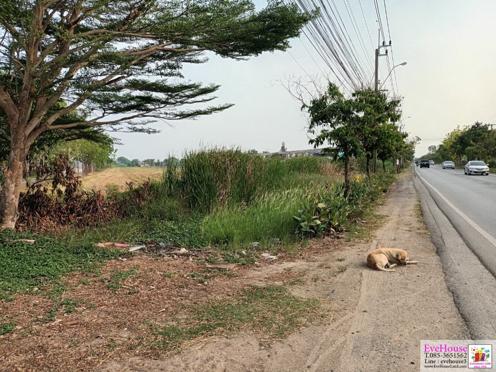 ขายที่ดิน 10.5 ไร่ ติดถ.ร่วมพัฒนา หนองจอก ไร่ละ 2.5 ล้าน ใกล้ขนส่ง 4 – รูปที่ 4