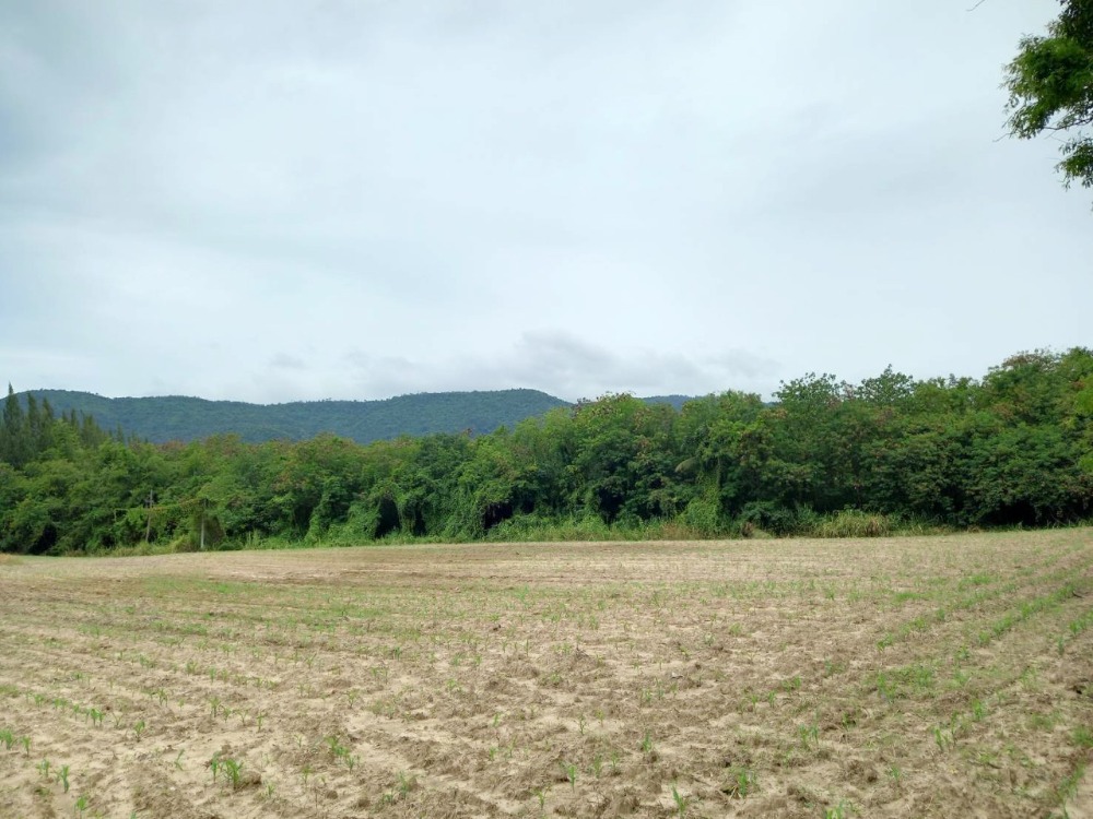 ขาย ที่ดิน 5-2-40 ไร่ ปากช่อง เขาใหญ่ ทำเลดี ใกล้แหล่งท่องเที่ยว Toscana ประมาณ 1 กม. ขาย ที่ดิน 5-2-40 ไร่ ปากช่อง เขาใหญ่ ทำเลดี ใกล้แหล่งท่องเที่ยว Toscana ประมาณ 1 กม.