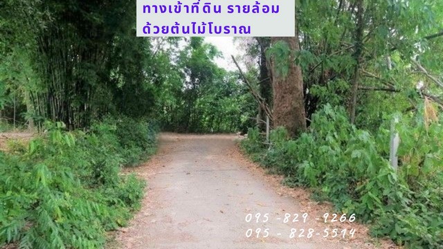 ขายที่ดินถมแล้ว 1-2-78 ไร่ วิวสวย ติดแม่น้ำป่าสัก ไฟฟ้า ประปาพร้อม ถนนสาธารณะ และบ้านพัก 1 หลัง เพิ่งสร้างใหม่ อ.ท่าเรือ จ.อยุธยา – รูปที่ 2