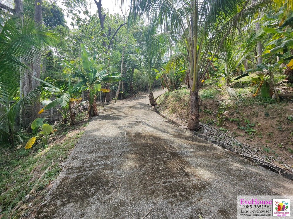 Land For Sale, Choeng Thale, Surin Beach, Size 10 Rai, 20 Million/Rai. – รูปที่ 2