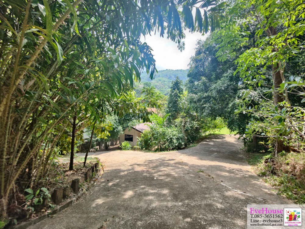 Land For Sale, Choeng Thale, Surin Beach, Size 10 Rai, 20 Million/Rai. – รูปที่ 4