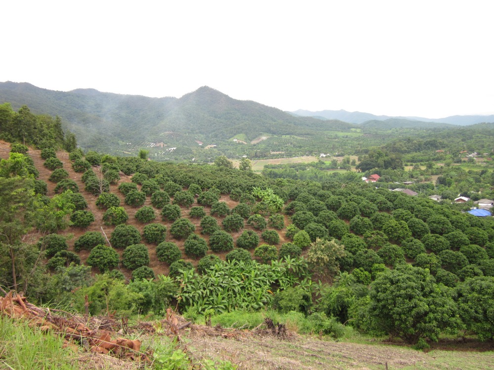 Land for sale in Mae Wang Behind the Government Center, Mae Wang District, beautiful view