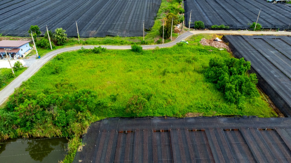 ขายที่ดิน ถนนเลียบคลองตาแดง ซอยประชาร่วมใจ บ้านใหม่, บางใหญ่ นนทบุรี – รูปที่ 4