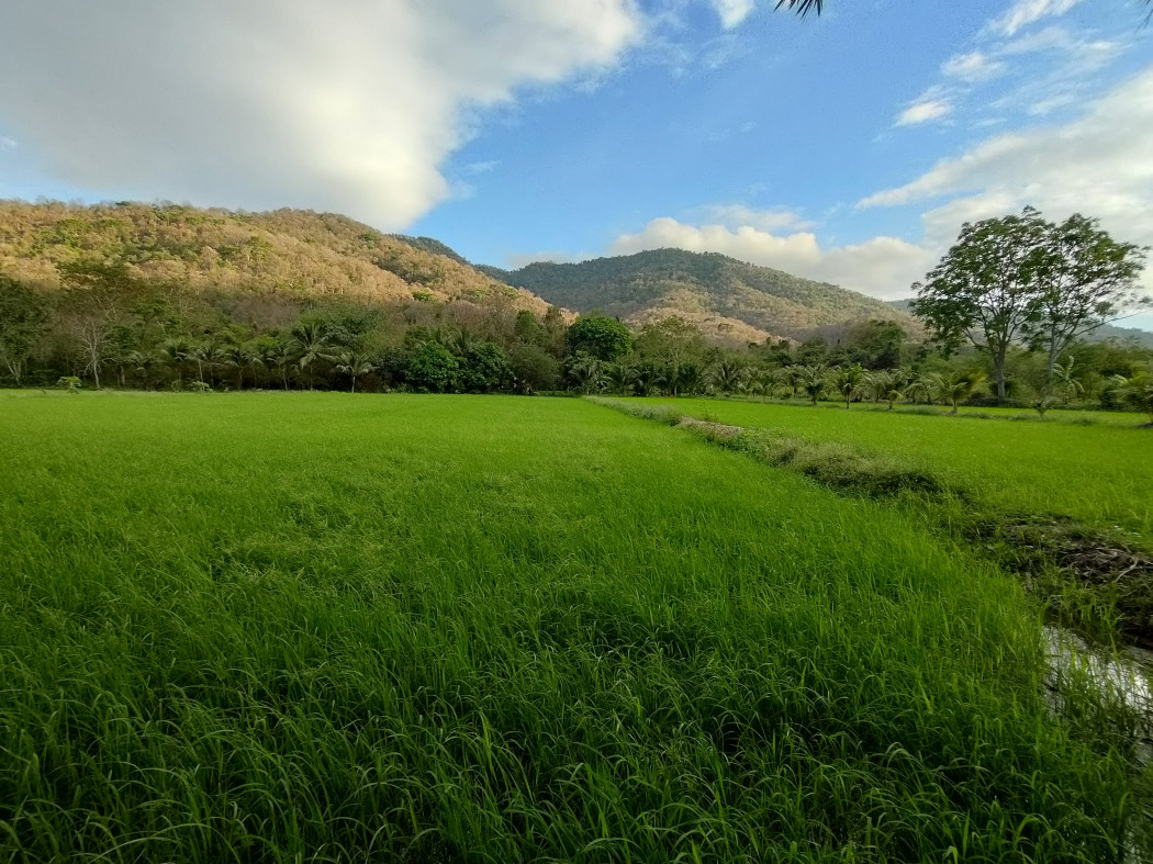 ขายที่ดิน ติดภูเขา ช่องมะเฟือง เนื้อที่ 9 ไร่ ติดภูเขา ติดลำรางน้ำสาธารณะ วิวสวยมาก ขายที่ดิน ติดภูเขา ช่องมะเฟือง เนื้อที่ 9 ไร่ ติดภูเขา ติดลำรางน้ำสาธารณะ วิวสวยมาก