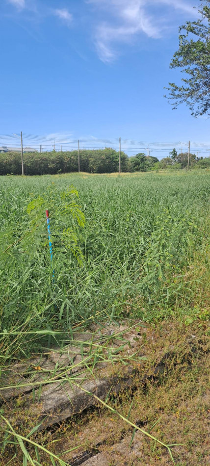 Selling lower than the appraised value !! Land 62.6 Twy Sarin City Rama 2, Ban Meka, Square plot Suitable for building a house – รูปที่ 3