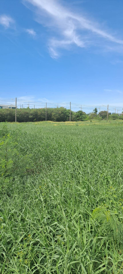 Selling lower than the appraised value !! Land 62.6 Twy Sarin City Rama 2, Ban Meka, Square plot Suitable for building a house – รูปที่ 4