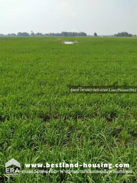 Land for sale, area 8 rai 3 ngan 65 square wah, Ban Pang Subdistrict, Bang Sai District, Ayutthaya Province – รูปที่ 3