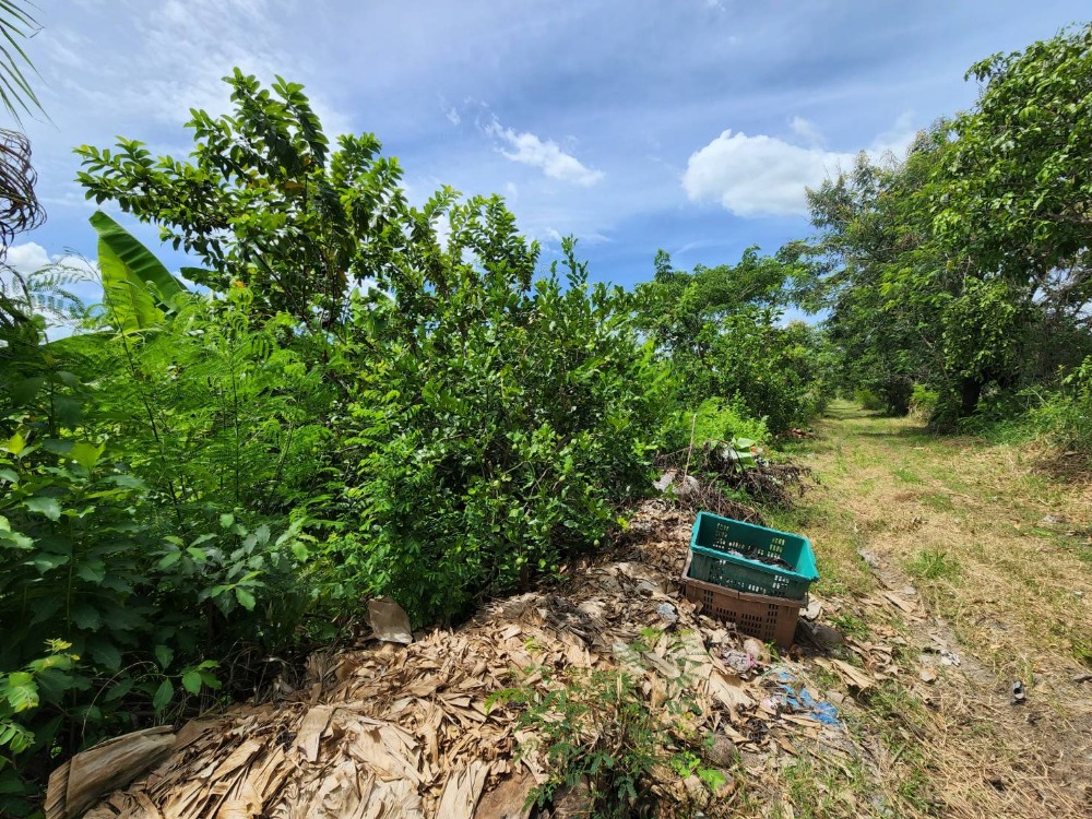 ขาย ที่ดิน 91 ไร่ รังสิต คลอง10 – รูปที่ 3