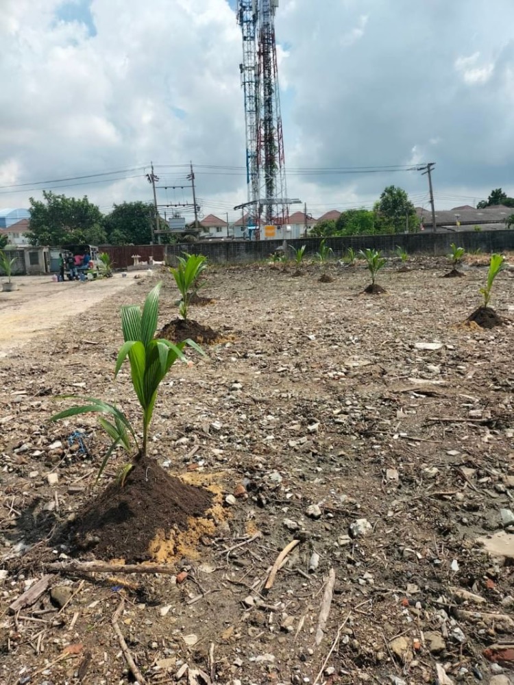 Land 5 Rai 19 Sq. Wah. Soi Thanasit (Bang Pla 2) Selling below appraisal price!!️!! ️ Suitable for allocating factories, offices, warehouses. – รูปที่ 3