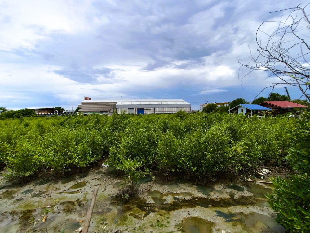 Land for sale 7 Rai 3 Ngan 23 Square Wah, Soi Thetsaban Bang Pu 126/2 (Soi Wat Saeng Tham Buraram), Bang Pu Subdistrict, Mueang Samut Prakan District, Samut Prakan. Near Thai Rung Rueng Industry Co., Ltd., – รูปที่ 2