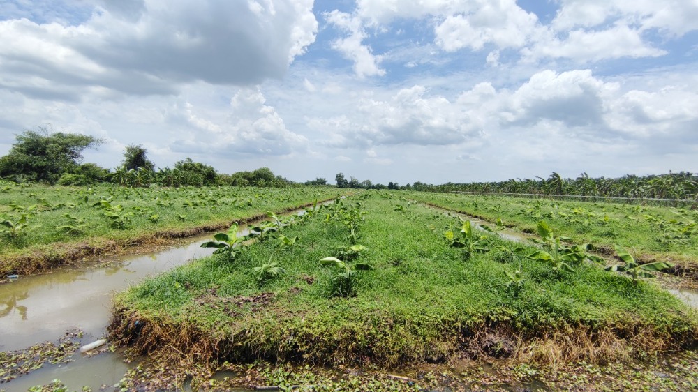 ขาย ที่ดิน 44 ไร่ คลอง 13 หนองเสือ ปทุมธานี ใกล้ถนนเลียบคลอง มีไฟฟ้าและประปา