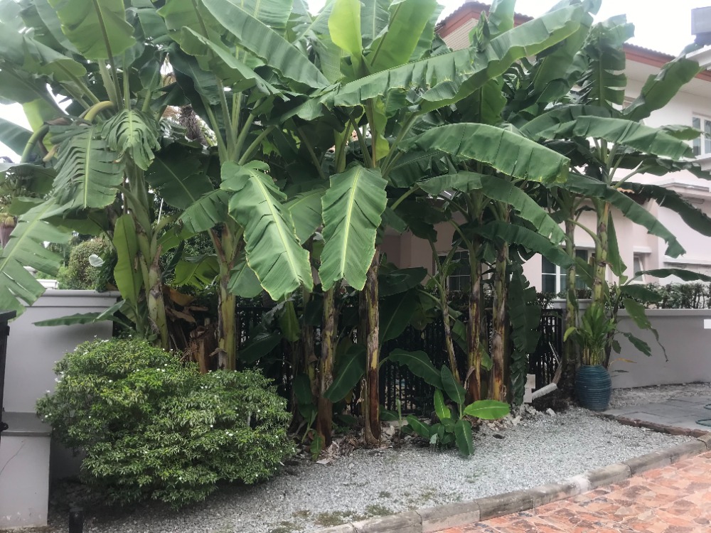 ให้เช่าบ้านเดี่ยวในโครงการหมู่บ้านนันทวัน สวนหลวง ร.9 ขนาด 5 ห้องนอน 4 ห้องน้ำ ตกแต่งพร้อม – รูปที่ 4
