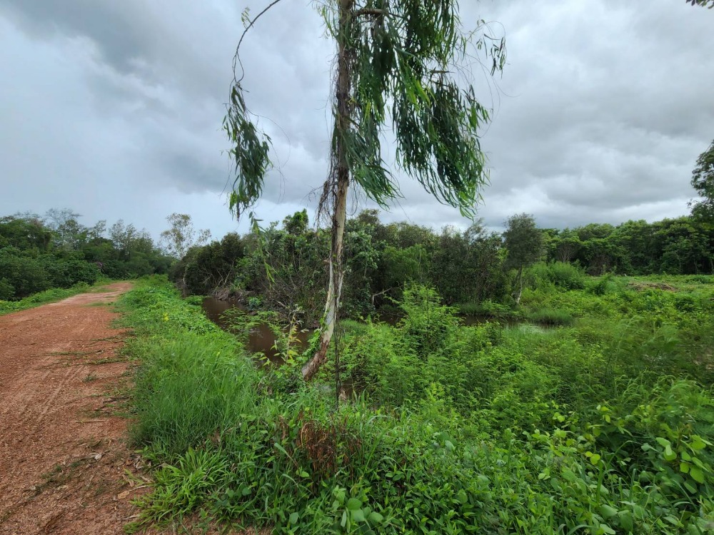 Land for sale over 8 rai, just 500 meters from the beach, Klaeng District, Rayong. – รูปที่ 2