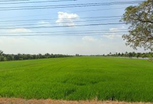 Land for sale, 14 rai, Lat Lum Kaeo District, Pathum Thani, near Bo Ngoen Subdistrict Administrative Organization.