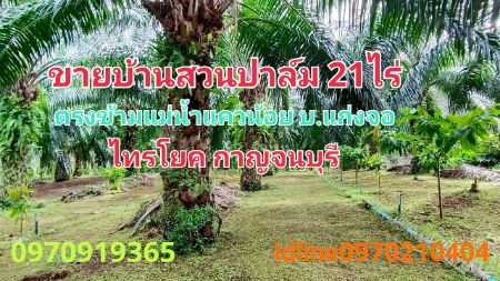 ขาย ที่ดิน บ้านสวนปาล์ม 21 ไร่ 48 ตร.วา ใกล้แม่น้ำแควน้อย ติดถนน บ้านแก่งจอ อ.ไทรโยค กาญจนบุรี ขาย ที่ดิน บ้านสวนปาล์ม 21 ไร่ 48 ตร.วา ใกล้แม่น้ำแควน้อย ติดถนน บ้านแก่งจอ อ.ไทรโยค กาญจนบุรี