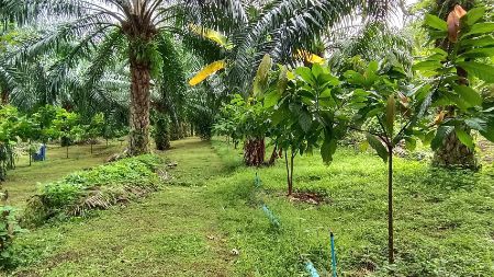 ขาย ที่ดิน บ้านสวนปาล์ม 21 ไร่ 48 ตร.วา ใกล้แม่น้ำแควน้อย ติดถนน บ้านแก่งจอ อ.ไทรโยค กาญจนบุรี – รูปที่ 2