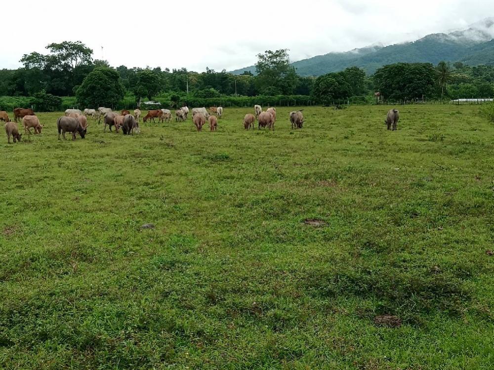 Agricultural garden and animal raising Next to the Nan River Agricultural garden and animal raising Next to the Nan River
