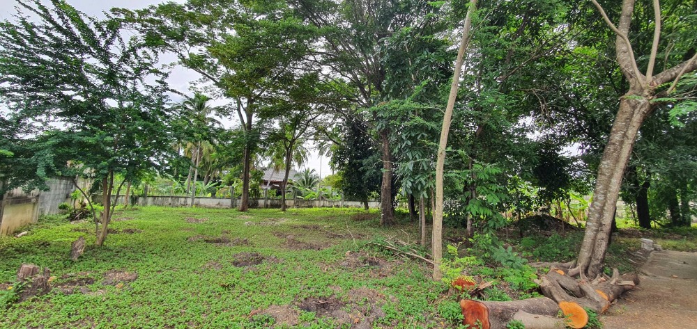 Land for sale in Soi Phetkasem 64, Soi 10 intersection, Bang Khae. – รูปที่ 4
