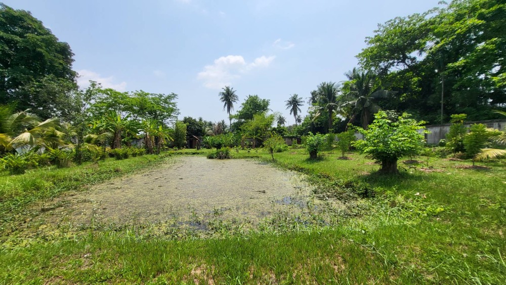 ขายที่ดินในซอยเพชรเกษม 64 บางแค – รูปที่ 2