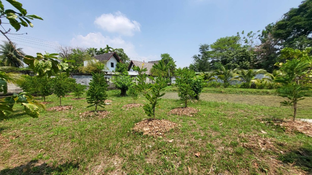 ขายที่ดินในซอยเพชรเกษม 64 บางแค – รูปที่ 3