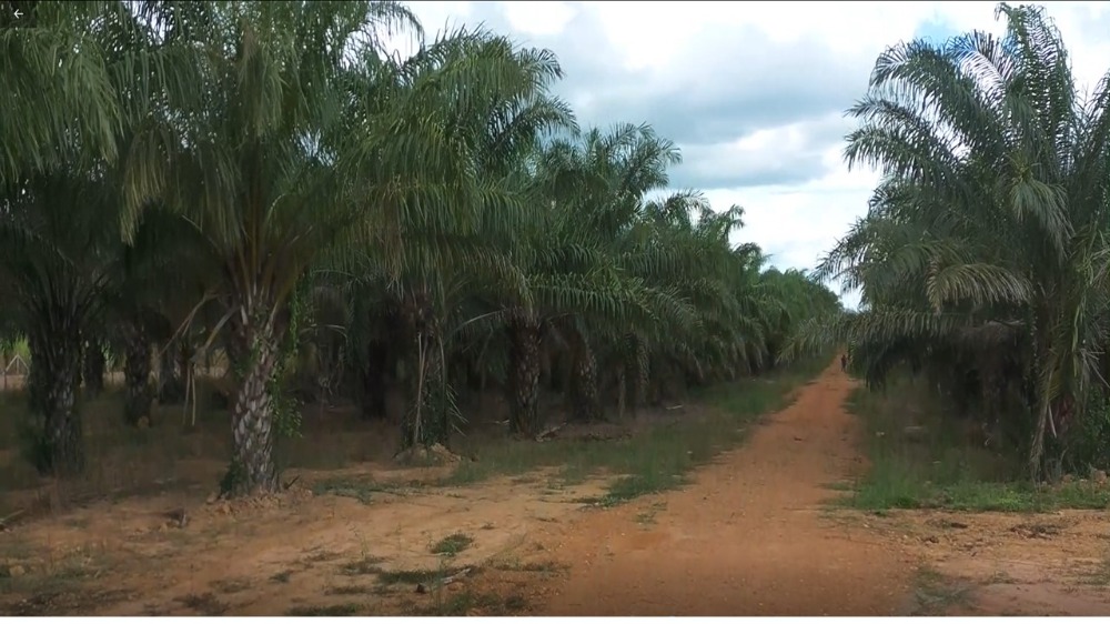 Land, palm plantation next to asphalt, Cha-am. Land, palm plantation next to asphalt, Cha-am.
