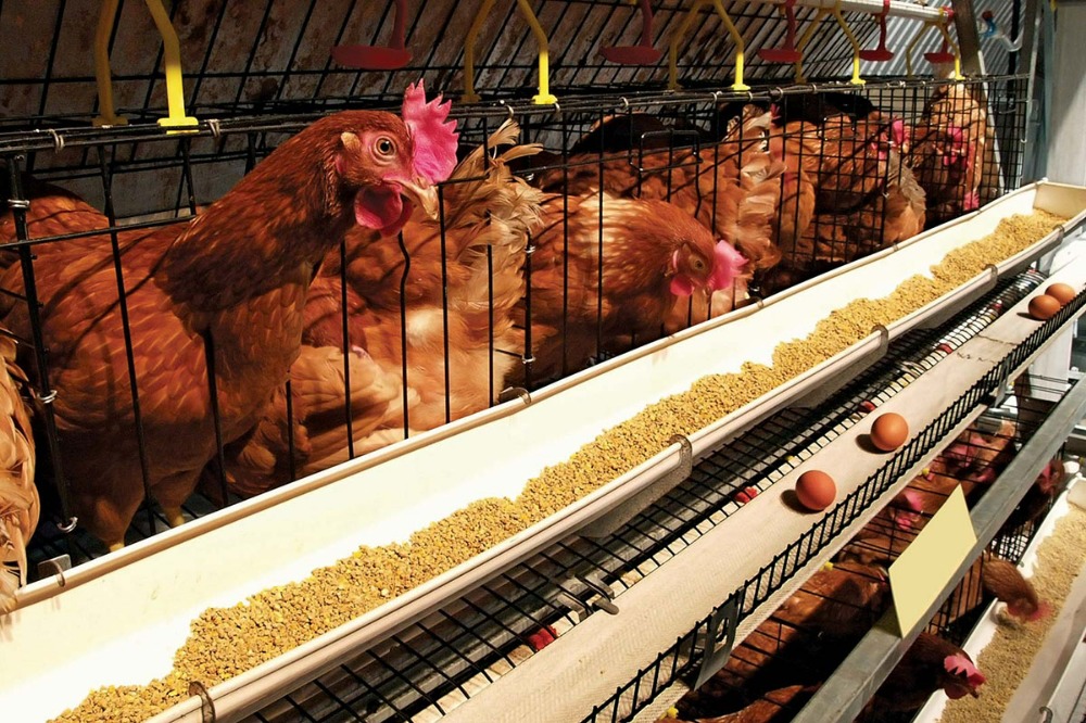 Selling a complete egg-laying chicken farm business Egg production: 105,600 eggs/day – รูปที่ 2