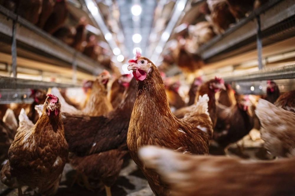 Selling a complete egg-laying chicken farm business Egg production: 105,600 eggs/day – รูปที่ 3