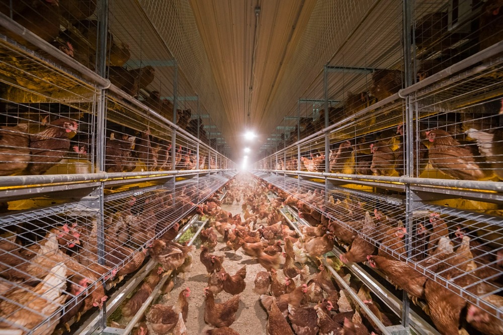 Selling a complete egg-laying chicken farm business Egg production: 105,600 eggs/day – รูปที่ 4