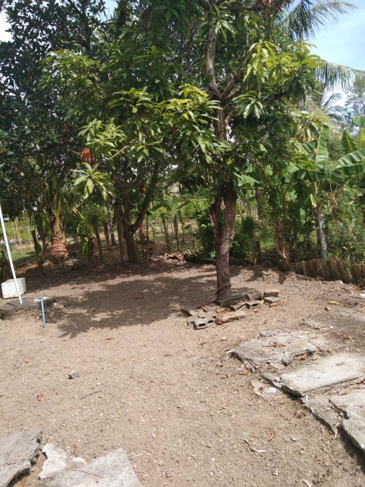 บ้านพักอาศัยชั้นเดียว 2 ห้องนอน 2 ห้องน้ำ อำเภอระโนด จังหวัดสงขลา – รูปที่ 4