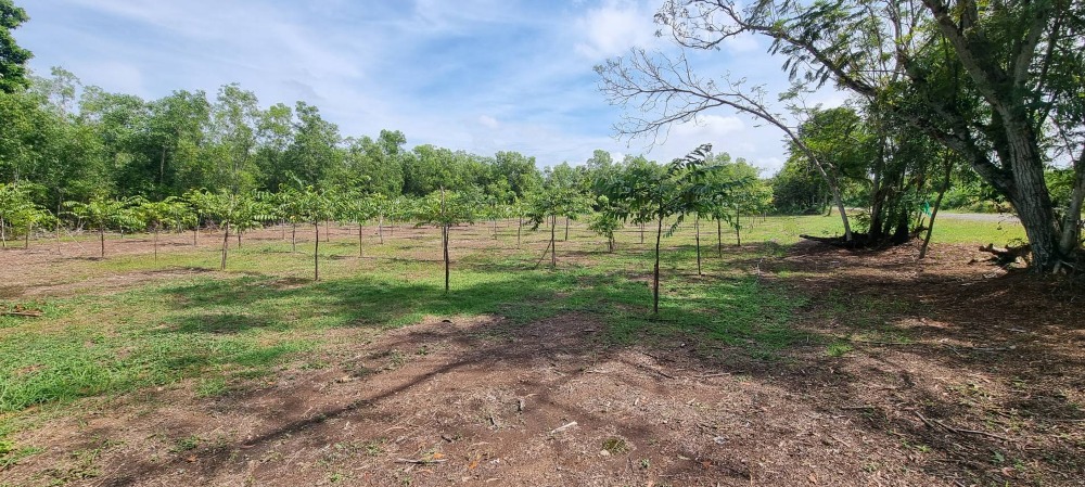 Land for sale, already filled, resort atmosphere, 2-0-06 rai (806 sqw.), area 42 x 78 m., shady atmosphere, peaceful, total price 4,999,000 baht. – รูปที่ 2