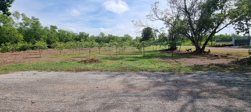 Land for sale, already filled, resort atmosphere, 2-0-06 rai (806 sqw.), area 42 x 78 m., shady atmosphere, peaceful, total price 4,999,000 baht. – รูปที่ 3