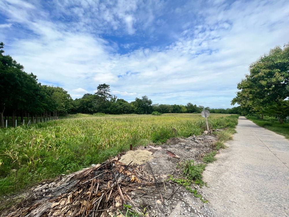 Urgent sale!! Land in Pak Chong, Wang Sai, 4 rai, beautiful, very good atmosphere (whole plot or divided sale, price negotiable)