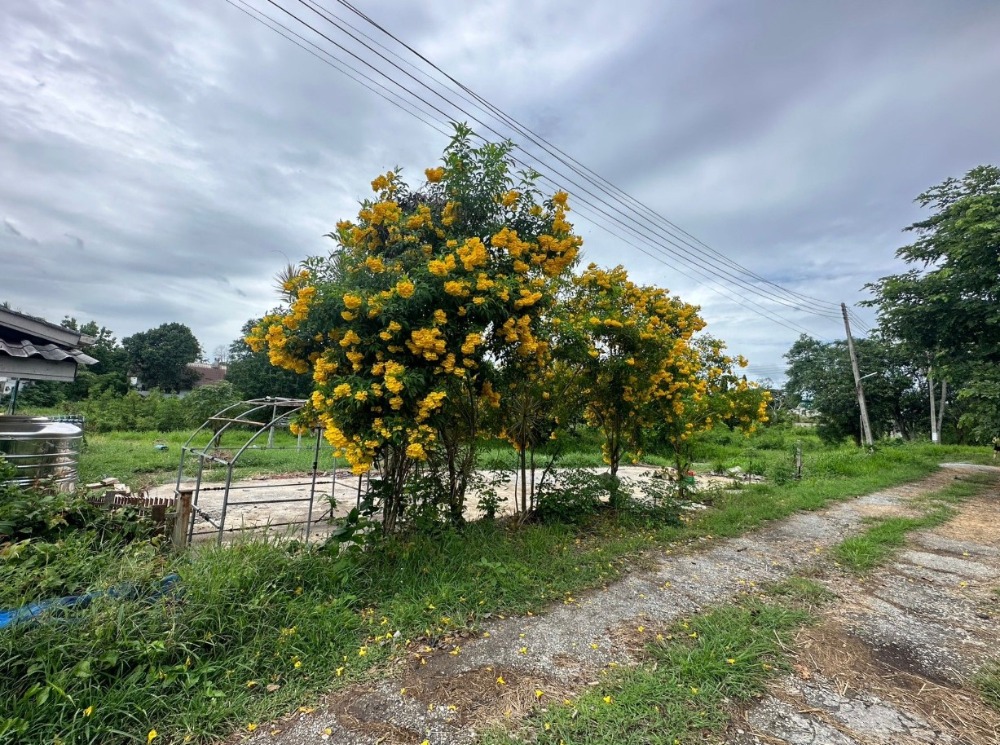 ขายที่ดิน ปากช่อง- เขาใหญ่ 131 ตรว. ซอยบ้านไร่พอสุข2 ห่างจากฟาร์มโชคชัยเพียง 10 นาที เหมาะทำบ้านพักอาศัย บ้านพักตากอากาศ รหัสทรัพย์ AH-230017 ขายที่ดิน ปากช่อง- เขาใหญ่ 131 ตรว. ซอยบ้านไร่พอสุข2 ห่างจากฟาร์มโชคชัยเพียง 10 นาที เหมาะทำบ้านพักอาศัย บ้านพักตากอากาศ รหัสทรัพย์ AH-230017