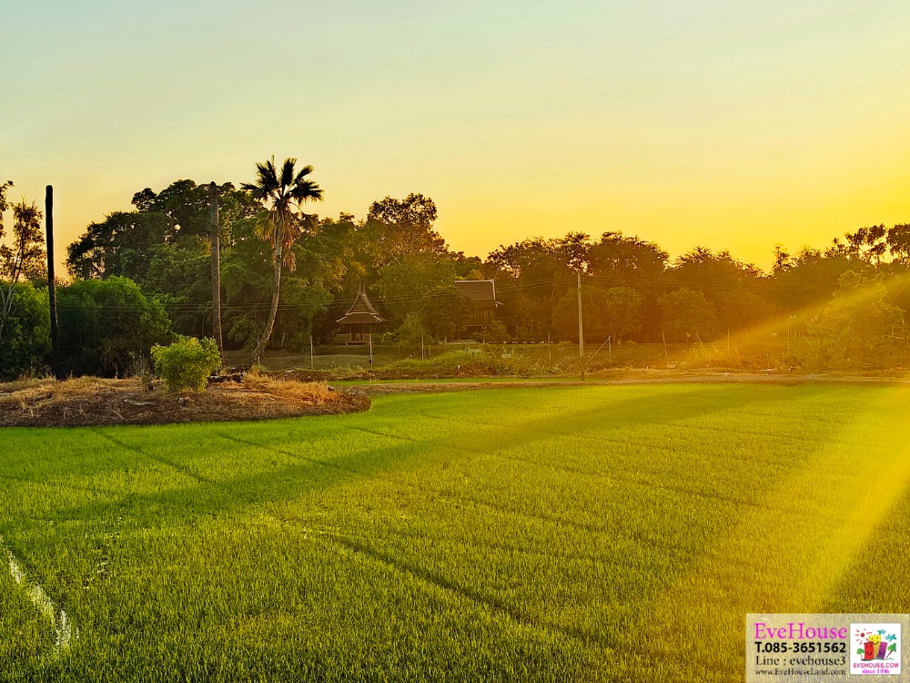 ขายที่ดินติดน้ำ 175 เมตร อยุธยา ขนาด 10.5 ไร่ อำเภอบางซ้าย จังหวัดพระนครศรีอยุธยา หน้าติดน้ำ ขายที่ดินติดน้ำ 175 เมตร อยุธยา ขนาด 10.5 ไร่ อำเภอบางซ้าย จังหวัดพระนครศรีอยุธยา หน้าติดน้ำ