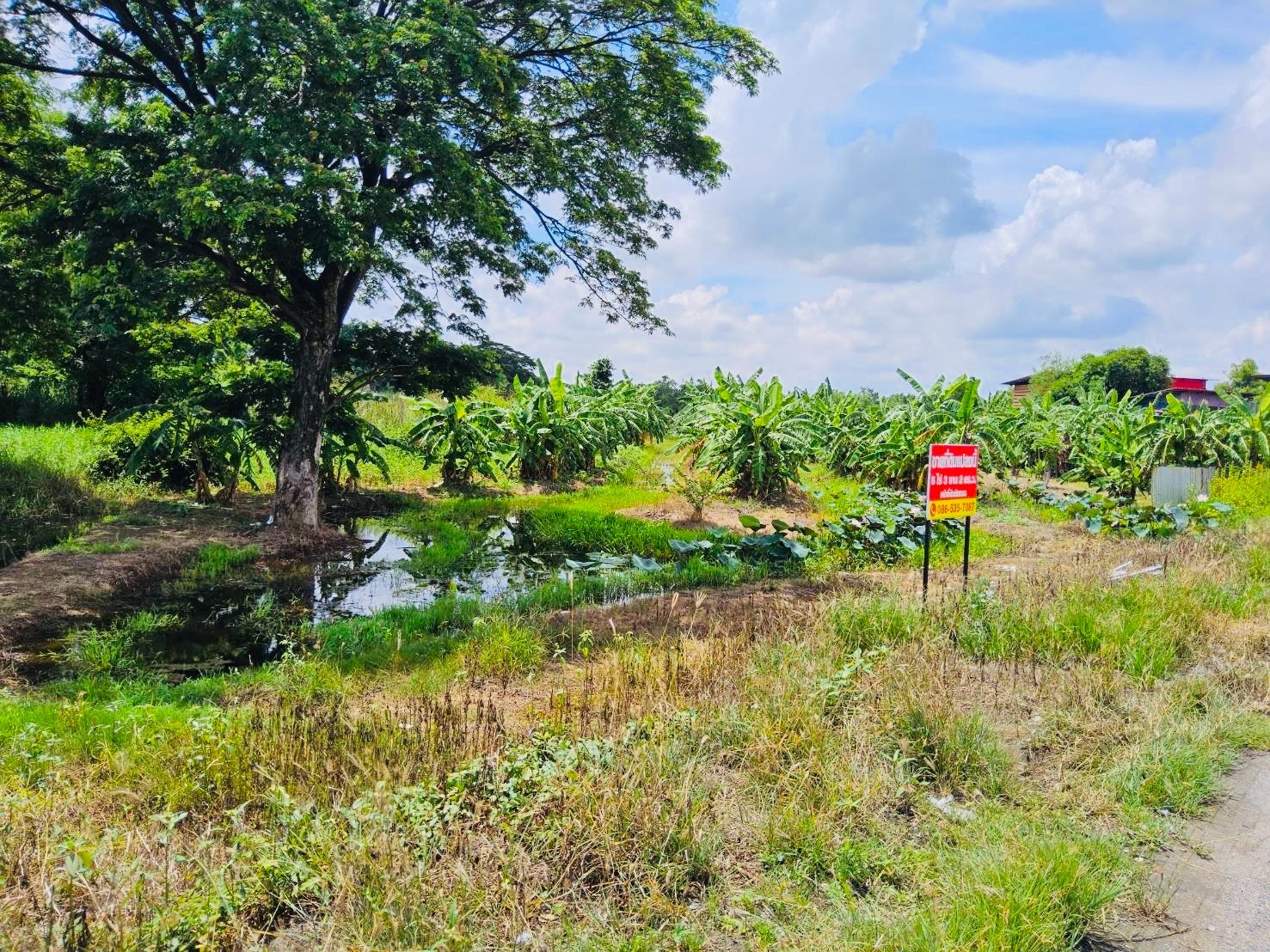 Urgent sale..🔥🔥 Land near Road 347, beautiful location, Ban Pathum Subdistrict, Sam Khok District, Pathum Thani Province, beautiful land, good location, area 6 rai 3 ngan 2 sq m. ( sells himself) Contact 086-535-7087 – รูปที่ 4