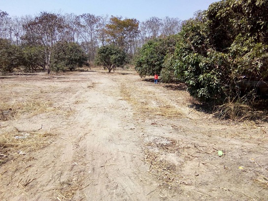 7.5 rai of land (logan garden) adjacent to the road in A. Pasang, C. Lampoon – รูปที่ 2