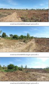 ขายที่ดิน 34 ไร่ 3 งาน 45 ตารางวา ถ.ทางหลวงแผ่นดินสายวังหิน-หนองนาดำ  ต.รังกาใหญ่  อ.พิมาย  นครราชสีมา