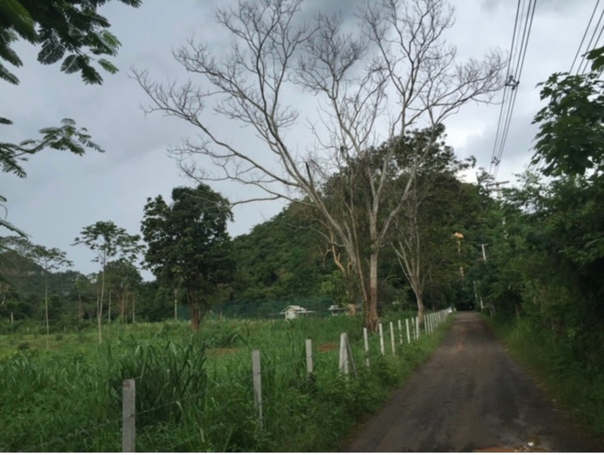  ที่ดินสวย 4  ไร่ วิวเขาสวยมาก เหมาะสร้างบ้านหลังที่ 2 หรือบ้านตากอากาศ – รูปที่ 3