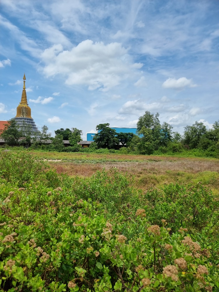 ขายที่ดิน 1 ไร่ ซอยโรงพยาบาลวัดเกตุมวดี(สมุทรสาคร2) ใกล้ถนนใหญ่พระราม 2 – รูปที่ 4