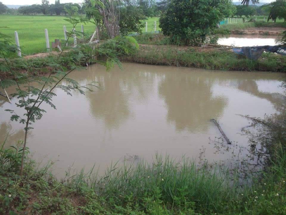The  is selling the land in Phayao Province. – รูปที่ 4