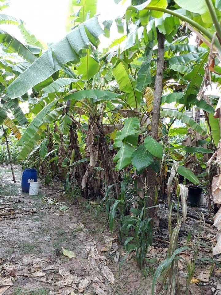 The  is selling the land in Phayao Province. – รูปที่ 2