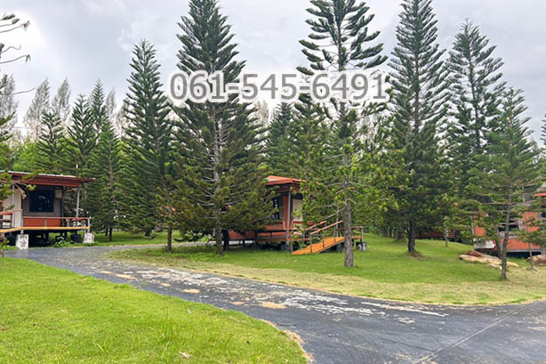ขาย ที่ดิน 73 ไร่ คลองม่วง ปากช่อง จ.นครราชสีมา ที่ดินบนเนินเขา เห็นวิว เขายายเที่ยง ทำเลดี เดินทางสะดวก – รูปที่ 3