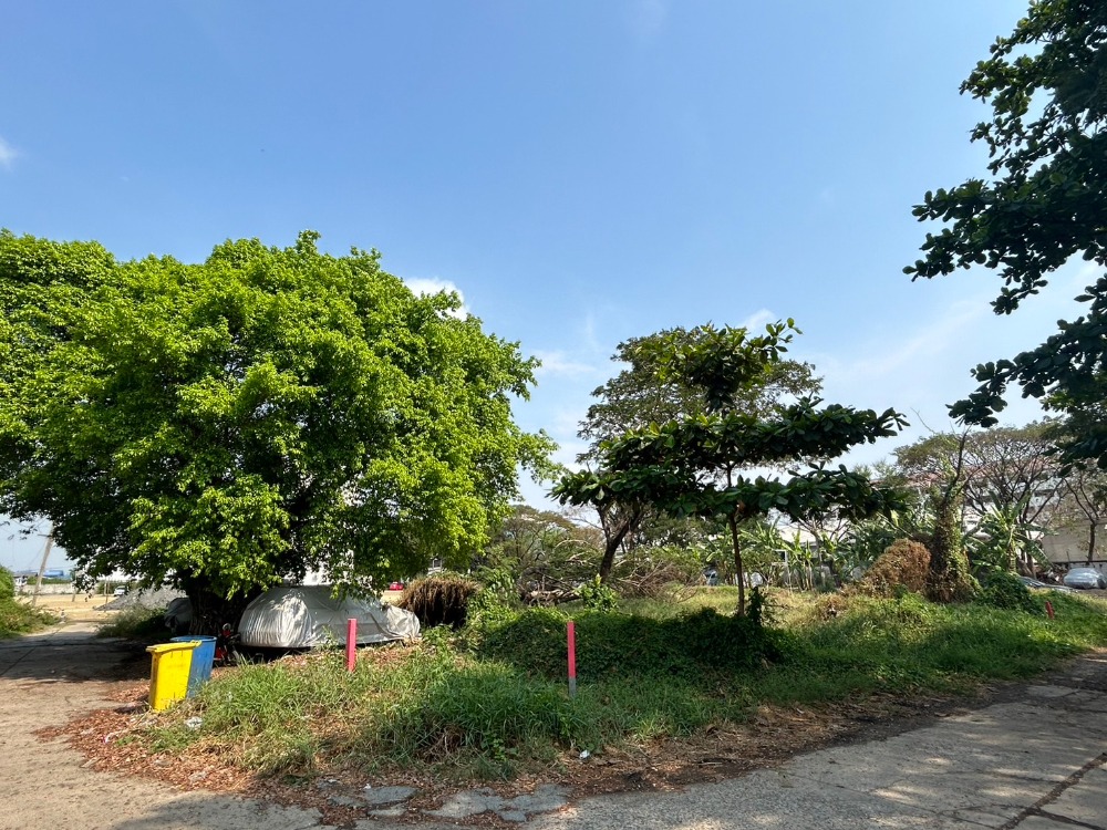ขายที่ดิน 332 ตร.ว. ประเวศ อ่อนนุช55/1 ใกล้รถไฟฟ้าสายสีเหลือง – รูปที่ 2