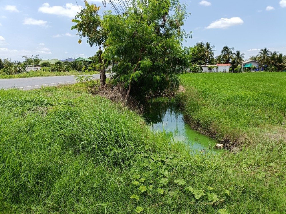ที่ดินติดถนนดาวทอง(โยธาธิการ นครปฐม 2091) ต.มหาสวัสดิ์ อ. พุทธมณฑล  จ.นครปฐม – รูปที่ 3