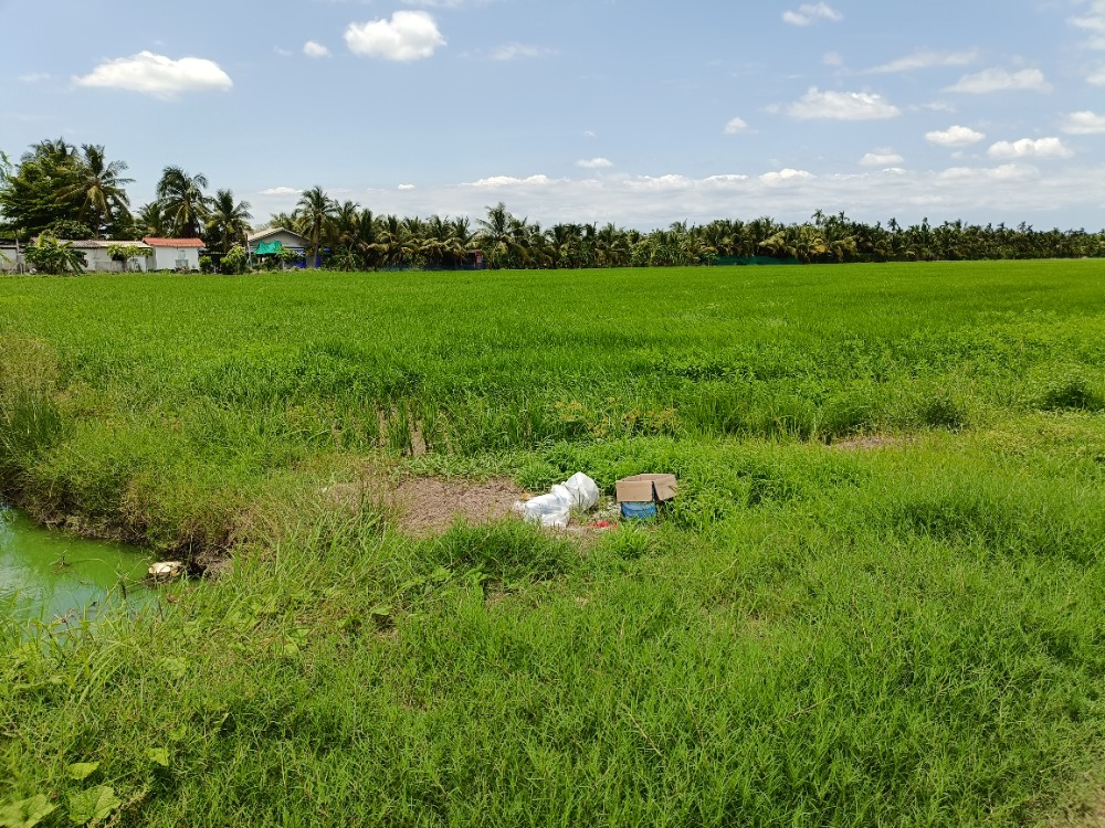 ที่ดินติดถนนดาวทอง(โยธาธิการ นครปฐม 2091) ต.มหาสวัสดิ์ อ. พุทธมณฑล  จ.นครปฐม – รูปที่ 4