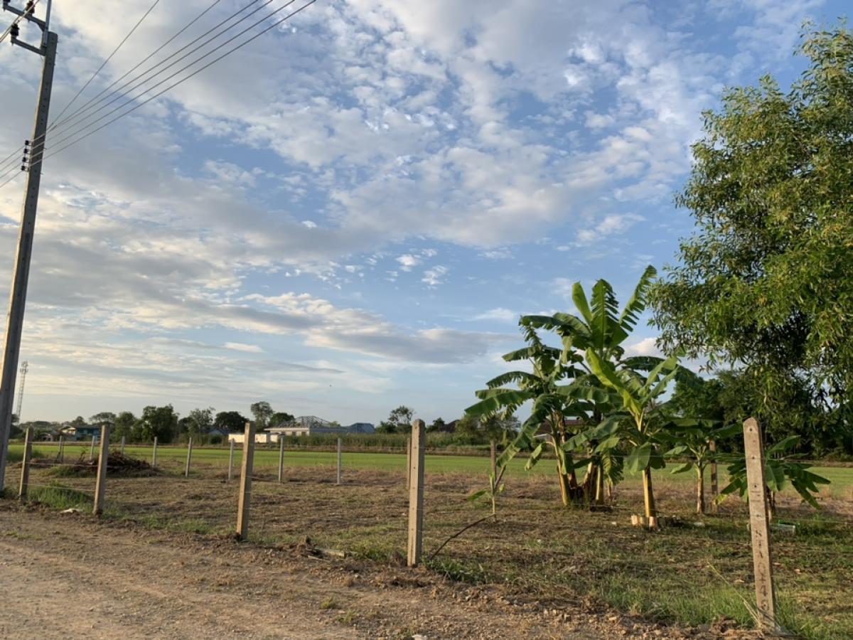 Nong Chok land Khlong Kao-Lam Hin Road Near Nong Chok Housing Estate, cash - can pay in installments – รูปที่ 4