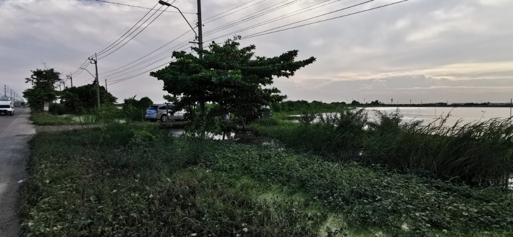 Land for sale 65 rai on Rattanakosin 200 Pi Road (Bang Bo) – รูปที่ 4