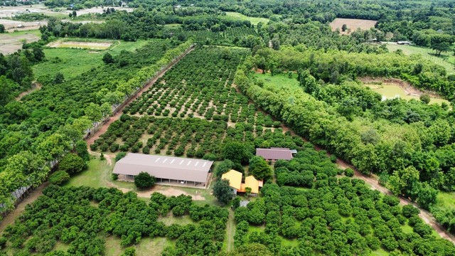 Land for sale, Longan orchard, Fai Kaew Subdistrict, Mueang Nan District, area 69-3-23 rai, including land and reservoir, with public utilities, Solar cell energy Land for sale, Longan orchard, Fai Kaew Subdistrict, Mueang Nan District, area 69-3-23 rai, including land and reservoir, with public utilities, Solar cell energy