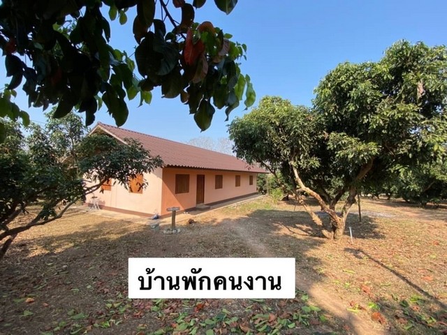 Land for sale, Longan orchard, Fai Kaew Subdistrict, Mueang Nan District, area 69-3-23 rai, including land and reservoir, with public utilities, Solar cell energy – รูปที่ 3